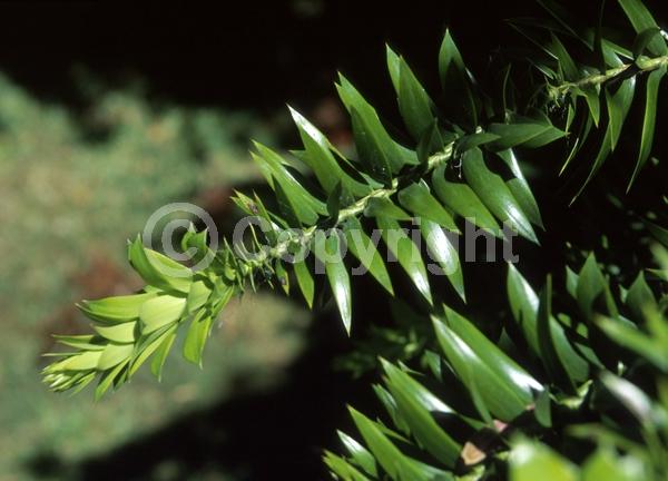 Unknown blooms; Evergreen; Broadleaf