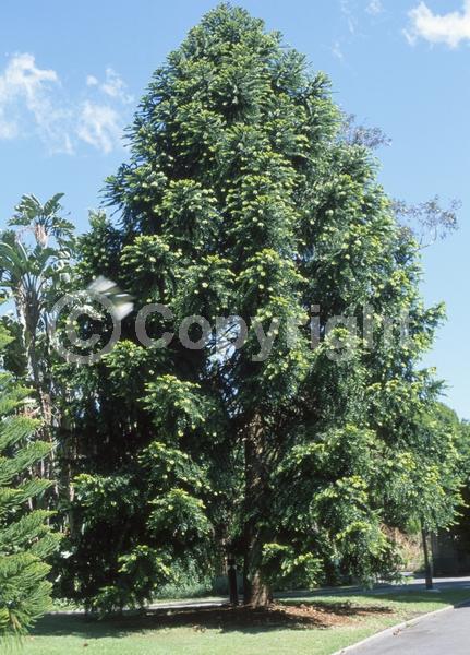Unknown blooms; Evergreen; Broadleaf