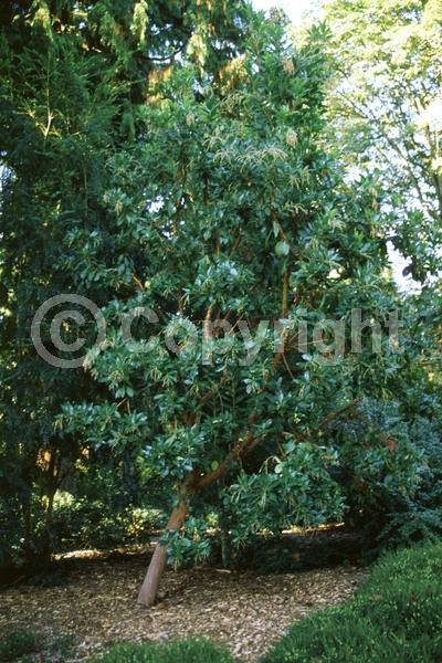 Pink blooms; Evergreen; Broadleaf; North American Native