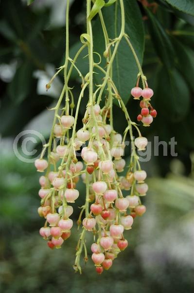 Pink blooms; Evergreen; Broadleaf; North American Native