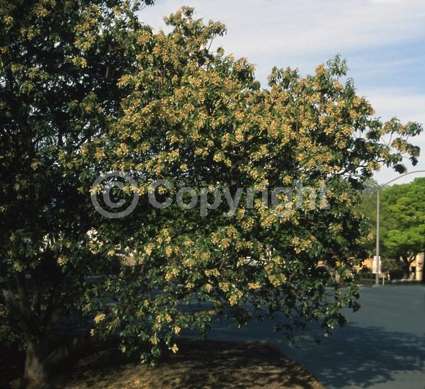 White blooms; Evergreen; Broadleaf