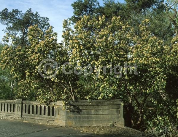 White blooms; Evergreen; Broadleaf