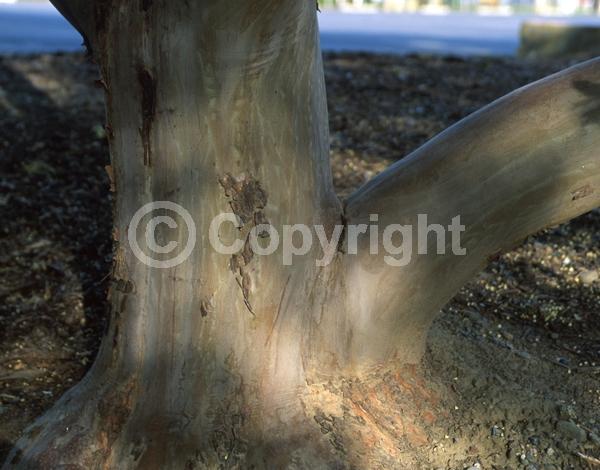 White blooms; Evergreen; Broadleaf