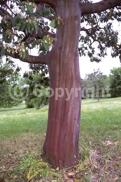 White blooms; Evergreen; Broadleaf