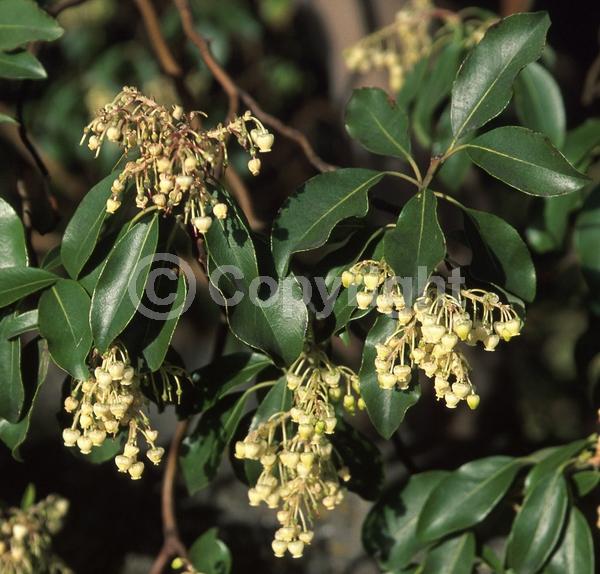 White blooms; Evergreen; Broadleaf