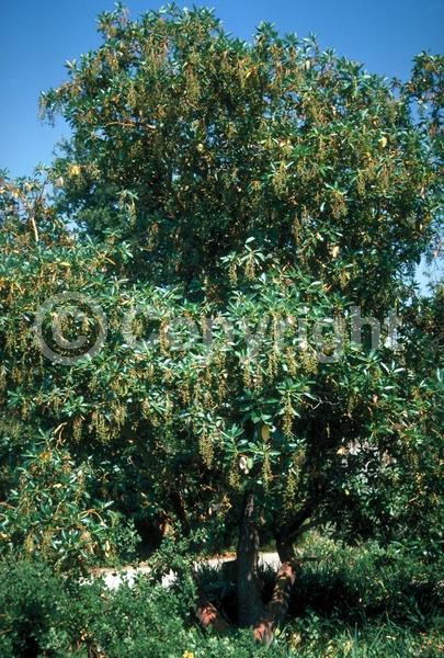 White blooms; Evergreen; Broadleaf; North American Native