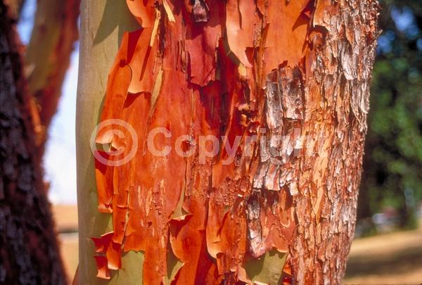 White blooms; Evergreen; Broadleaf; North American Native