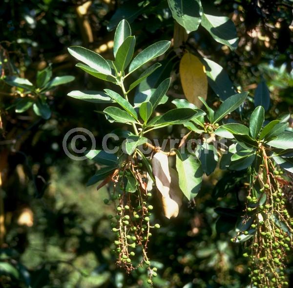 White blooms; Evergreen; Broadleaf; North American Native