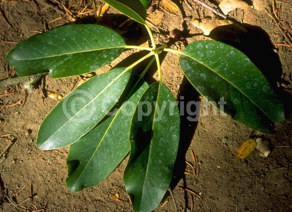 White blooms; Evergreen; Broadleaf; North American Native