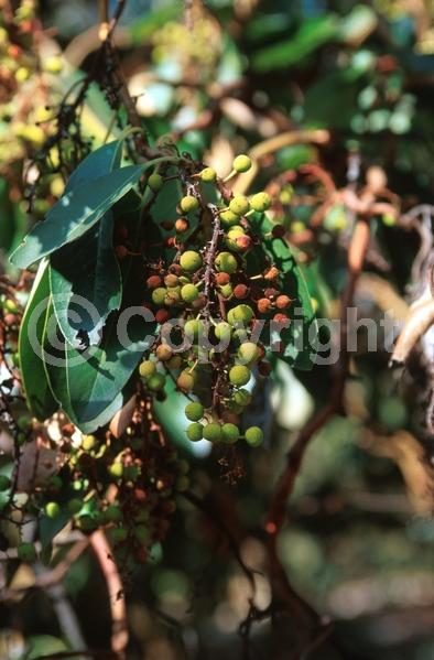 White blooms; Evergreen; Broadleaf; North American Native