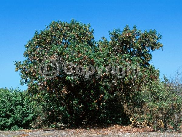 White blooms; Evergreen; Broadleaf; North American Native
