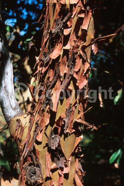White blooms; Evergreen; Broadleaf; North American Native