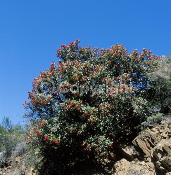 White blooms; Evergreen; Broadleaf; North American Native