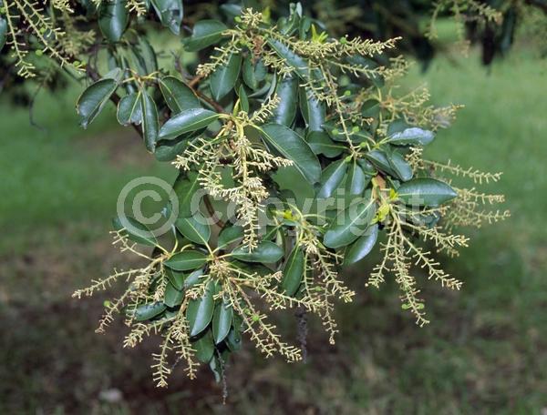 White blooms; Evergreen; Broadleaf; North American Native