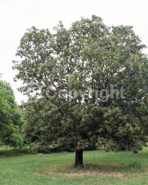 White blooms; Evergreen; Broadleaf; North American Native