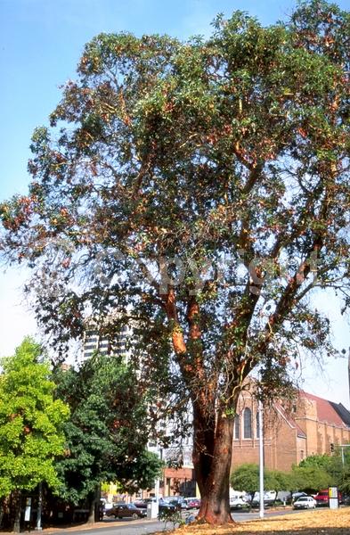 White blooms; Evergreen; Broadleaf; North American Native
