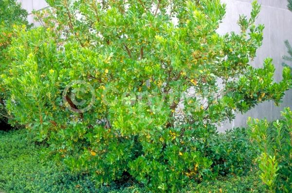 White blooms; Pink blooms; Evergreen; Broadleaf