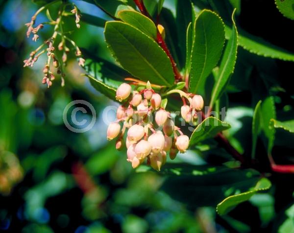 White blooms; Pink blooms; Evergreen; Broadleaf