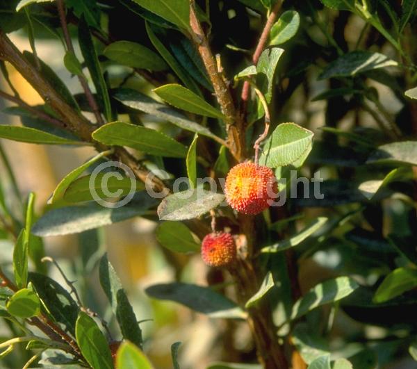 White blooms; Pink blooms; Evergreen; Broadleaf