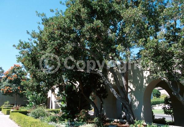 White blooms; Pink blooms; Evergreen; Broadleaf