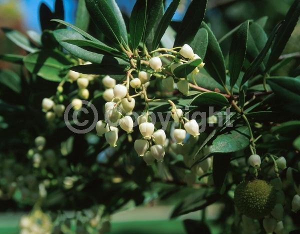 White blooms; Pink blooms; Evergreen; Broadleaf