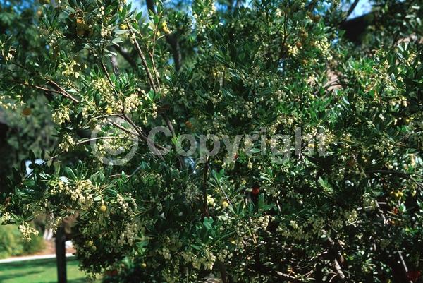 White blooms; Pink blooms; Evergreen; Broadleaf