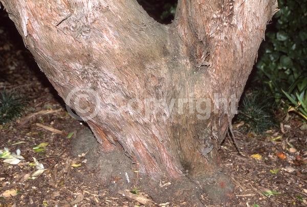 White blooms; Pink blooms; Evergreen; Broadleaf