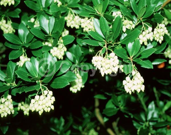 White blooms; Pink blooms; Evergreen; Broadleaf