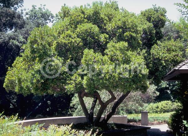 White blooms; Pink blooms; Evergreen; Broadleaf