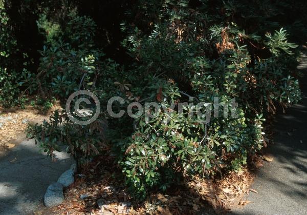 White blooms; Pink blooms; Evergreen; North American Native
