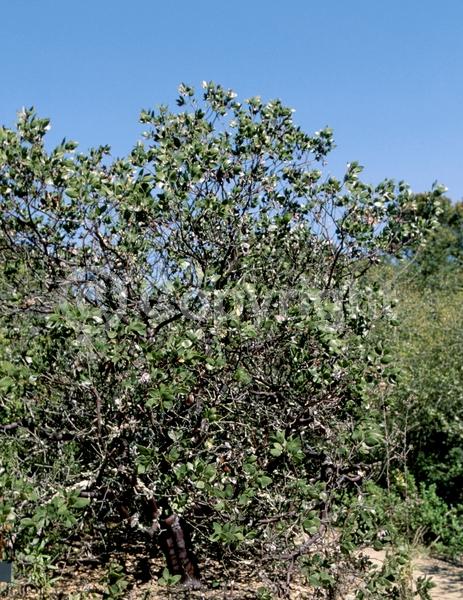 White blooms; Pink blooms; Evergreen; Broadleaf; North American Native