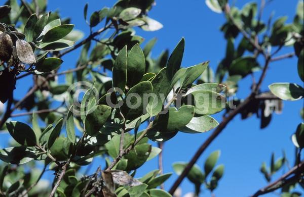 White blooms; Pink blooms; Evergreen; Broadleaf; North American Native
