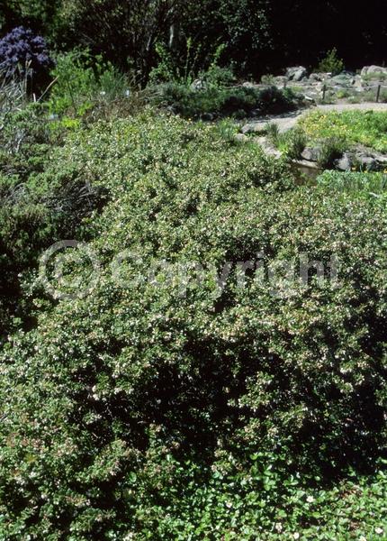 White blooms; Pink blooms; Evergreen; Broadleaf; North American Native