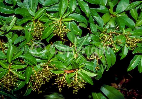White blooms; Evergreen; Needles or needle-like leaf; North American Native