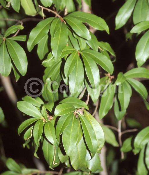 White blooms; Evergreen; Needles or needle-like leaf; North American Native