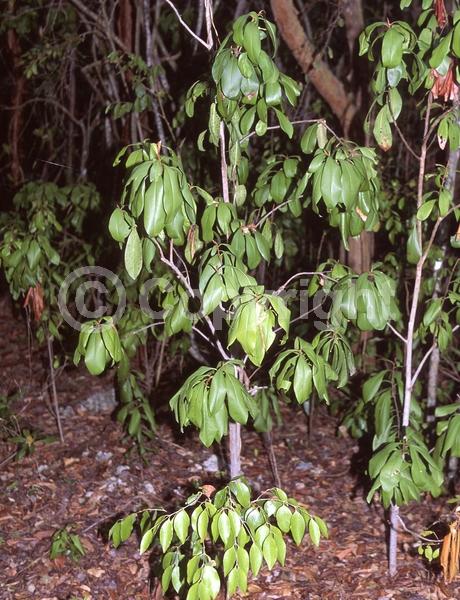 White blooms; Evergreen; Needles or needle-like leaf; North American Native