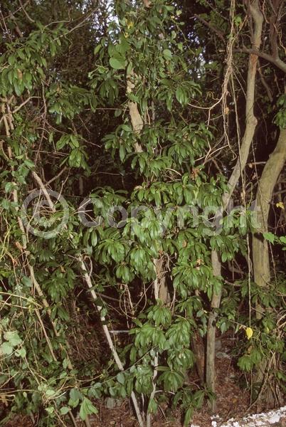 White blooms; Evergreen; Needles or needle-like leaf; North American Native