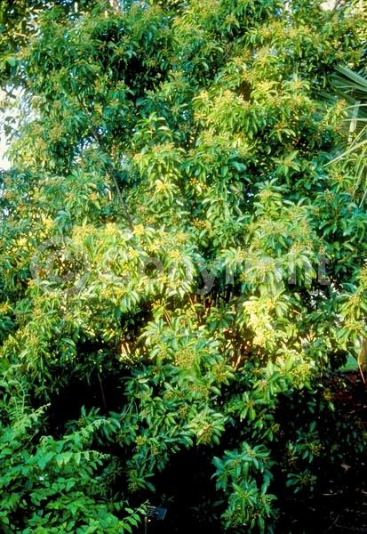 White blooms; Evergreen; Needles or needle-like leaf; North American Native