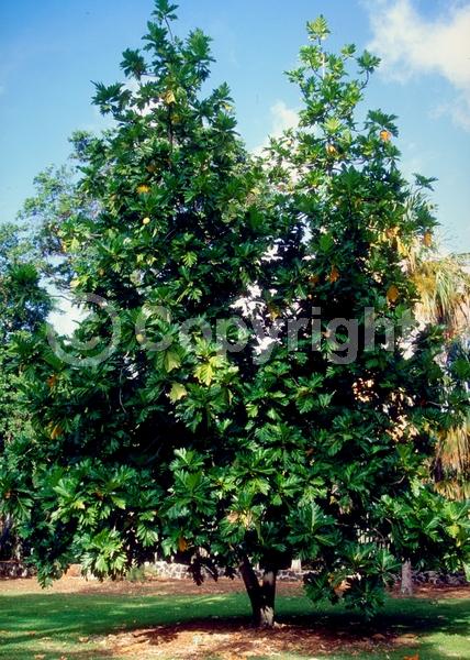 Yellow blooms; Evergreen; Needles or needle-like leaf
