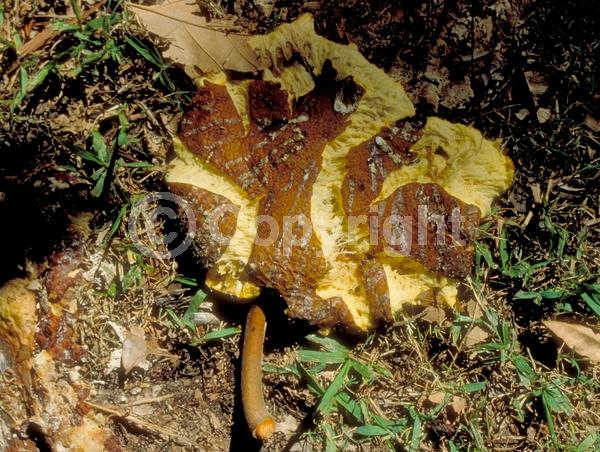 Yellow blooms; Evergreen; Needles or needle-like leaf