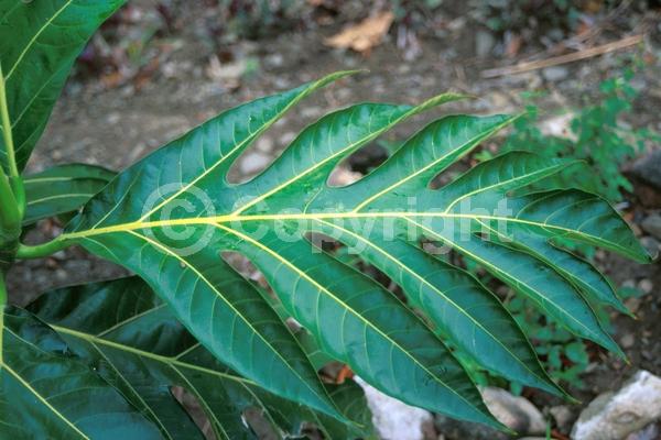 Yellow blooms; Evergreen; Needles or needle-like leaf