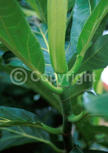 Yellow blooms; Evergreen; Needles or needle-like leaf