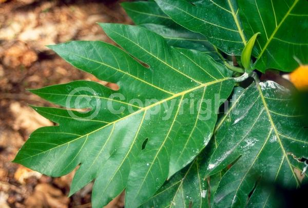 Yellow blooms; Evergreen; Needles or needle-like leaf
