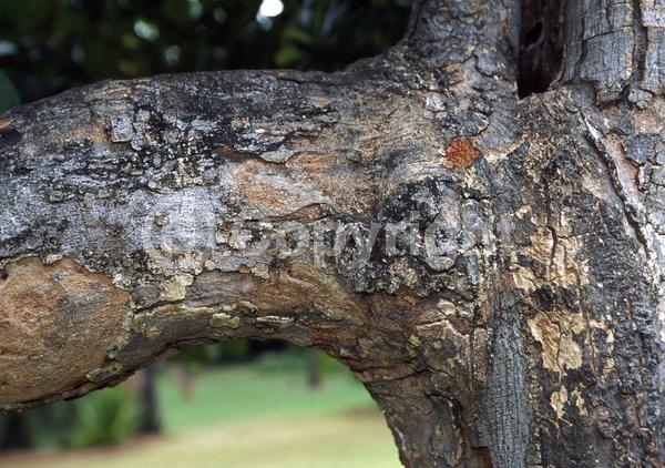 Yellow blooms; Evergreen