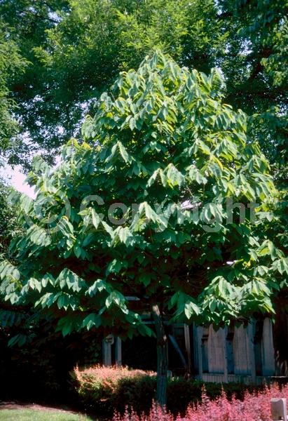 Purple blooms; Deciduous; Broadleaf; North American Native