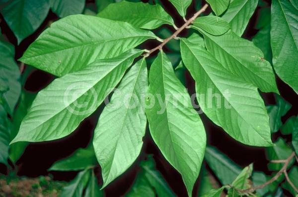 Purple blooms; Deciduous; Broadleaf; North American Native