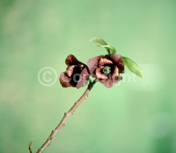 Purple blooms; Deciduous; Broadleaf; North American Native