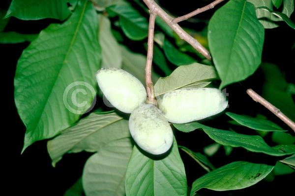 Purple blooms; Deciduous; Broadleaf; North American Native