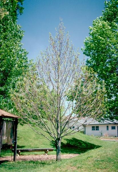 Purple blooms; Deciduous; Broadleaf; North American Native
