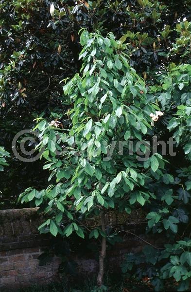 Purple blooms; Deciduous; Broadleaf; North American Native